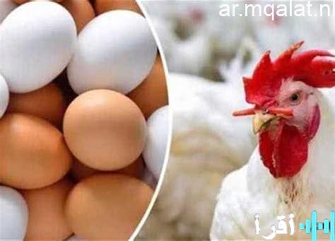 أسعار الفراخ البيضاء تصل إلى 70 جنيهاً في السوق المصري