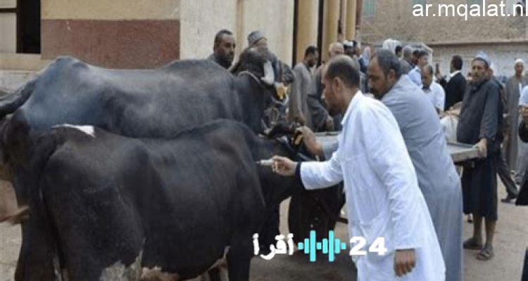 الزراعة تحصن 8.5 مليون جرعة لحماية الماشية من الحمى القلاعية والوادي المتصدع