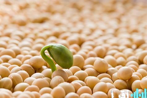 «آفاق جديدة للصويا» فول الصويا ينهي تراجعات شهرين مع تصاعد ترقب الأسواق لشهية الصين