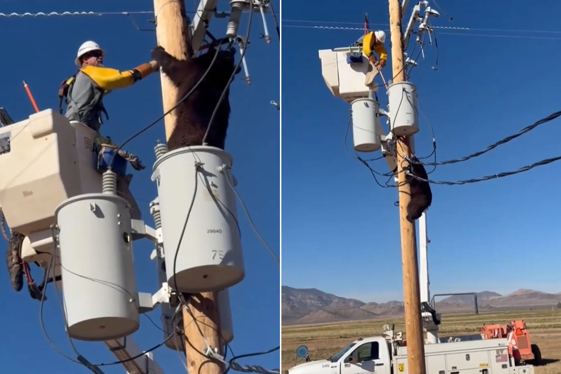 إنقاذ دب من الموت صعقًا يثير الإعجاب في مشهد مؤثر