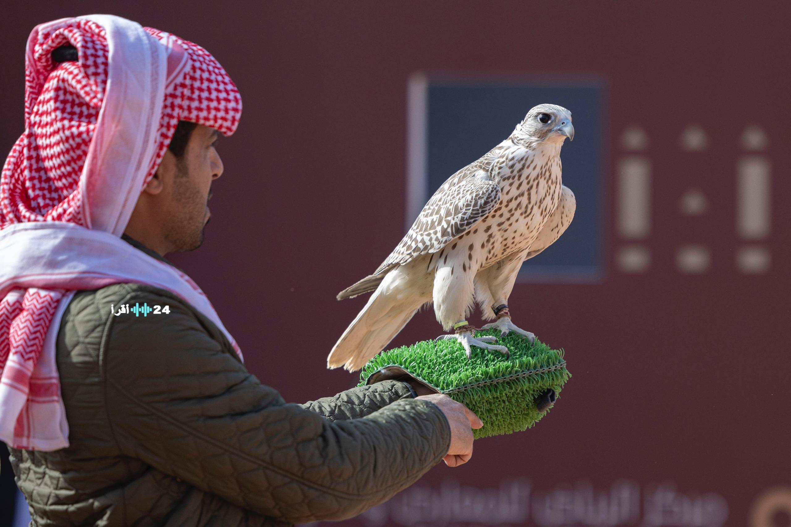 مهرجان الصقور يتجاوز 16 ألف صقر ويعزز مكانته كأكبر تجمع عالمي لعشاق الصقارة