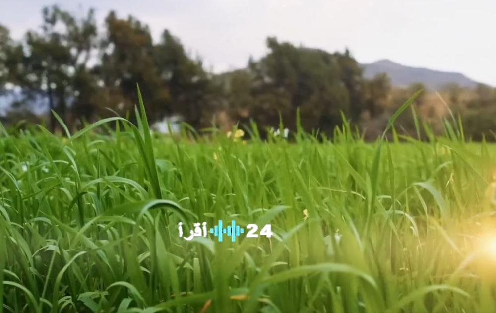 قفزة ملحوظة في المشروعات الزراعية بـ 1100% تعزز المحاصيل البعلية في ريف السعودية وتدعم 13 ألف مستفيد