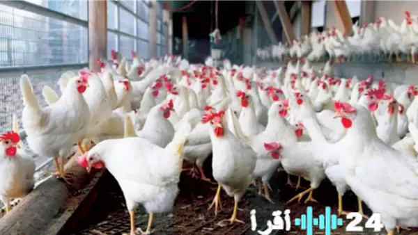 «أسعار الدواجن تتصدر المشهد في ختام تداولات الثلاثاء 30 ديسمبر 2025»
