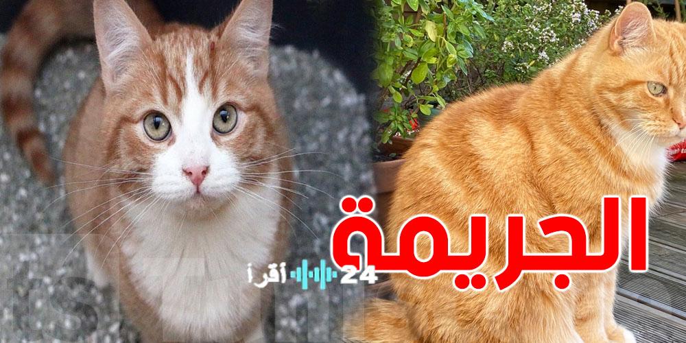 «حكم مثير للجدل» سجن امرأة بعدما أحرقت القطاطس والعقوبة المفاجئة