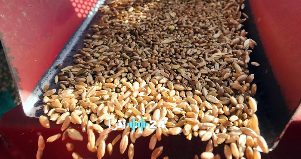 «إنتاج الحبوب لعام 2024: 1.65 مليون طن بصدارة القمح بـ 1.19 مليون طن»