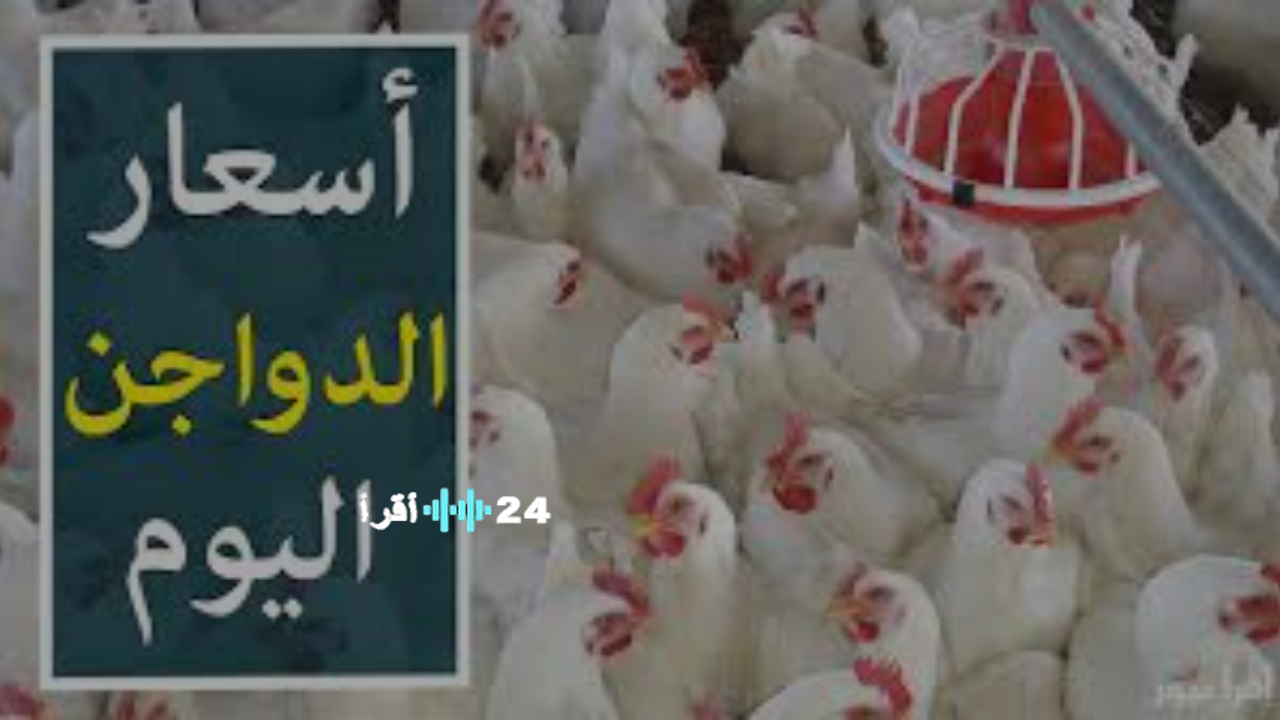 «ترقب السوق» أسعار الدواجن البيضاء لحظة بلحظة الأحد 21 ديسمبر 2025 في المحلات المصرية