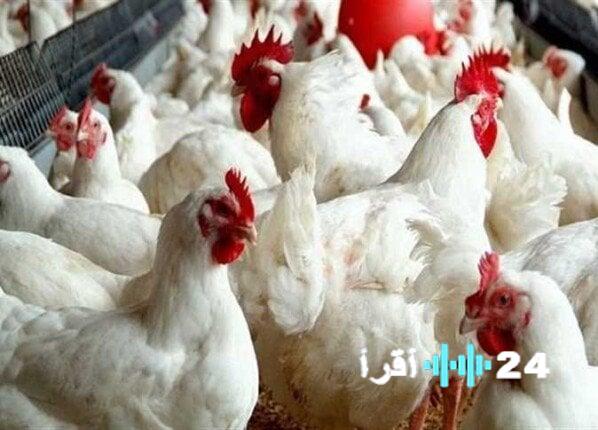 «نبض السوق اليومي» مؤشرات أسعار الدواجن البيضاء بمصر 4 ديسمبر 2025 في رصد شامل لتعاملات البورصة