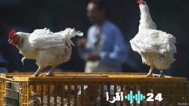 أسعار مخفضة لمزارع الدواجن بينما تتزايد التكاليف الصحية بشكل ملحوظ