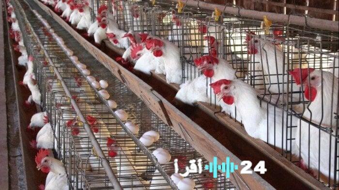 شعبة الدواجن توضح حقيقة انتشار “الفراخ السردة” في الأسواق عبر فيديو توضيحي