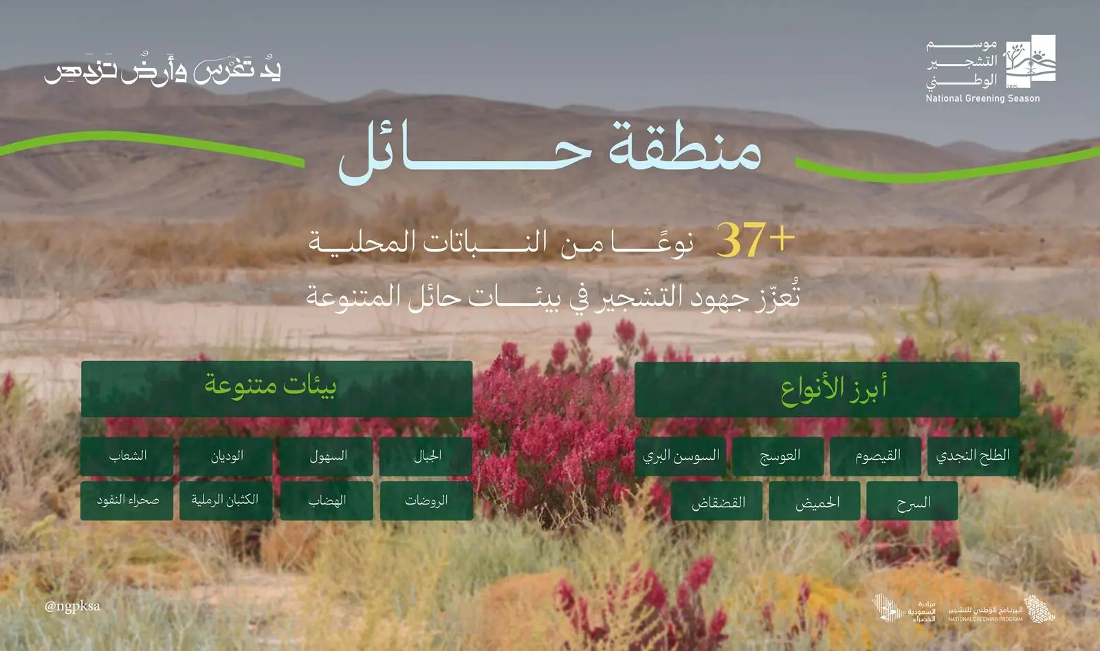 النباتات المحلية الأكثر شيوعًا في حائل: الطلح والقيصوم والعوسج والسوسن البري