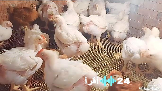 «أسعار الدواجن اليوم: دليل شامل للفراخ البيضاء والساسو والبلدي والبط والرومي والأرانب والكتاكيت»