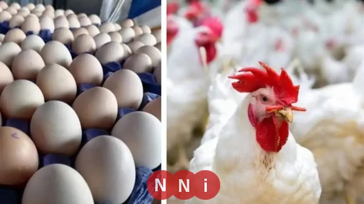 تحديث أسعار الدواجن والبيض في المزرعة اليوم الاثنين 29 ديسمبر 2025 متاحة الآن