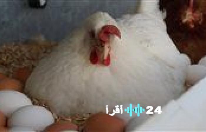 أسعار الدواجن والبيض في الأسواق اليوم الاثنين 1 ديسمبر