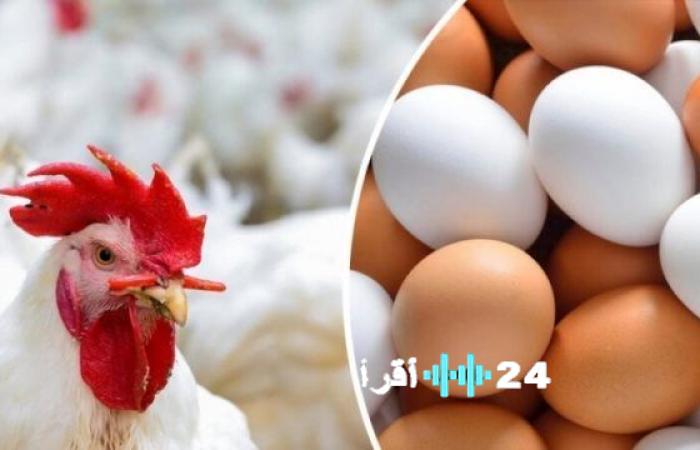 سعر الفراخ والبانية الطازج اليوم الثلاثاء يصل إلى 200 جنيه للمستهلك