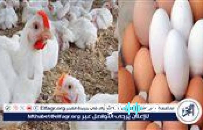 «نبض السوق الأسواني.» الجمعة 5 ديسمبر 2025 أسعار الدواجن والبيض في أسوان تقرير مفصل