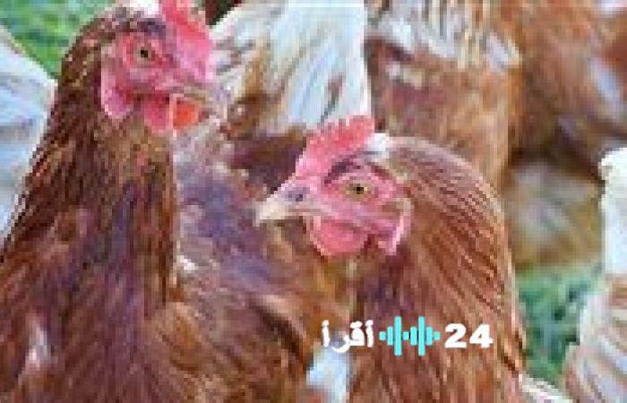 «نبض السوق» تداولات الدواجن والبيض في مستهل الأحد السابع من ديسمبر