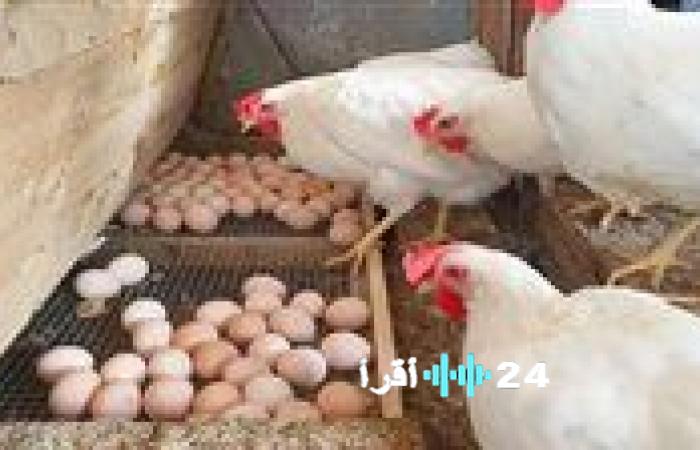 «متابعة حصرية» جديد الكيلو الأبيض في أسواق قنا صباح الإثنين 8 ديسمبر 2025