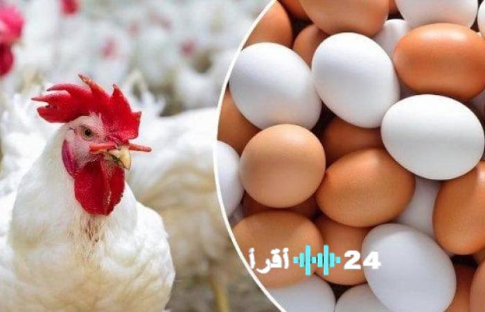 «موجز السوق الاقتصادي» رصد شامل لأسعار الدواجن والبيض في 21 ديسمبر 2025