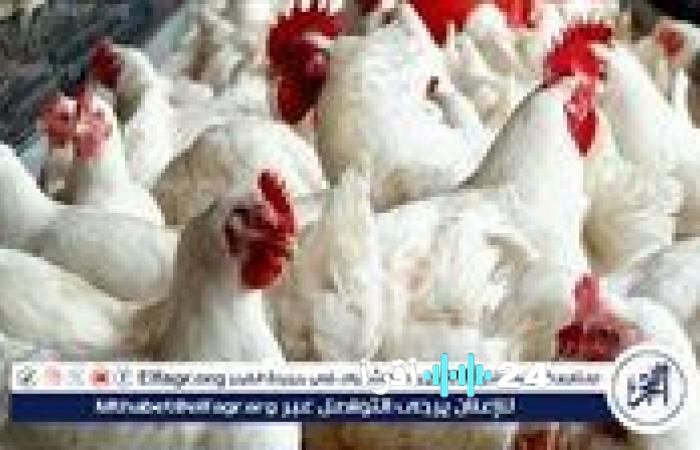 أسعار الفراخ البيضاء والبلدي في المنيا اليوم الإثنين 22 ديسمبر 2025