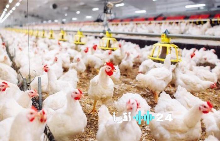 أسعار الدواجن تسجل قفزة جديدة بالأسواق اليوم الخميس