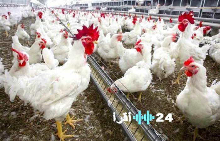 ارتفاع أسعار الفراخ في بورصة الدواجن والأسواق اليوم الثلاثاء 30 ديسمبر 2025