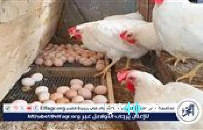 أسعار الدواجن والبيض في الأقصر اليوم الثلاثاء 30 ديسمبر 2025