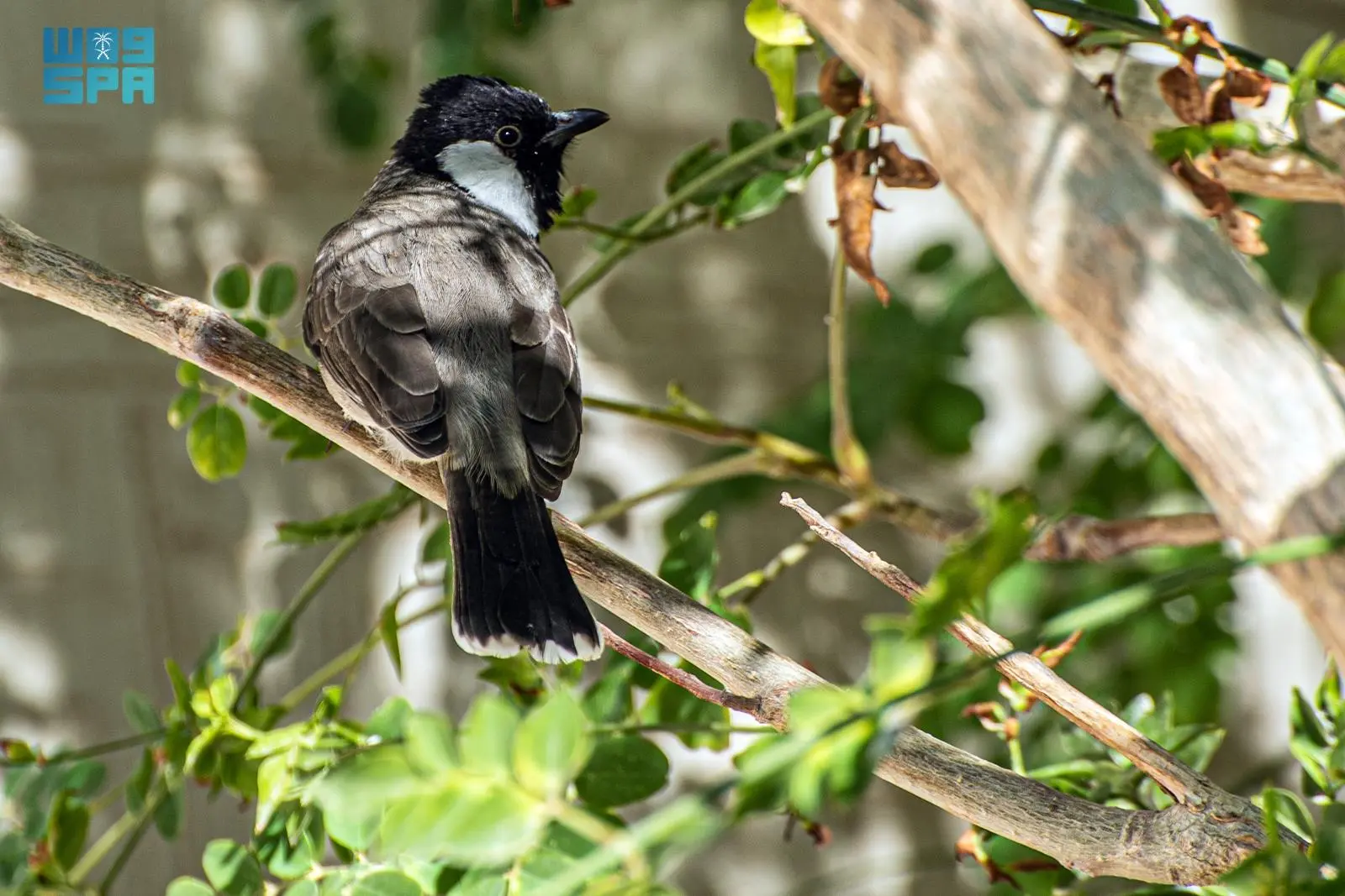 البلبل الأبيض الخدّ: رمز الطبيعة المتألقة في سماء الحدود الشمالية