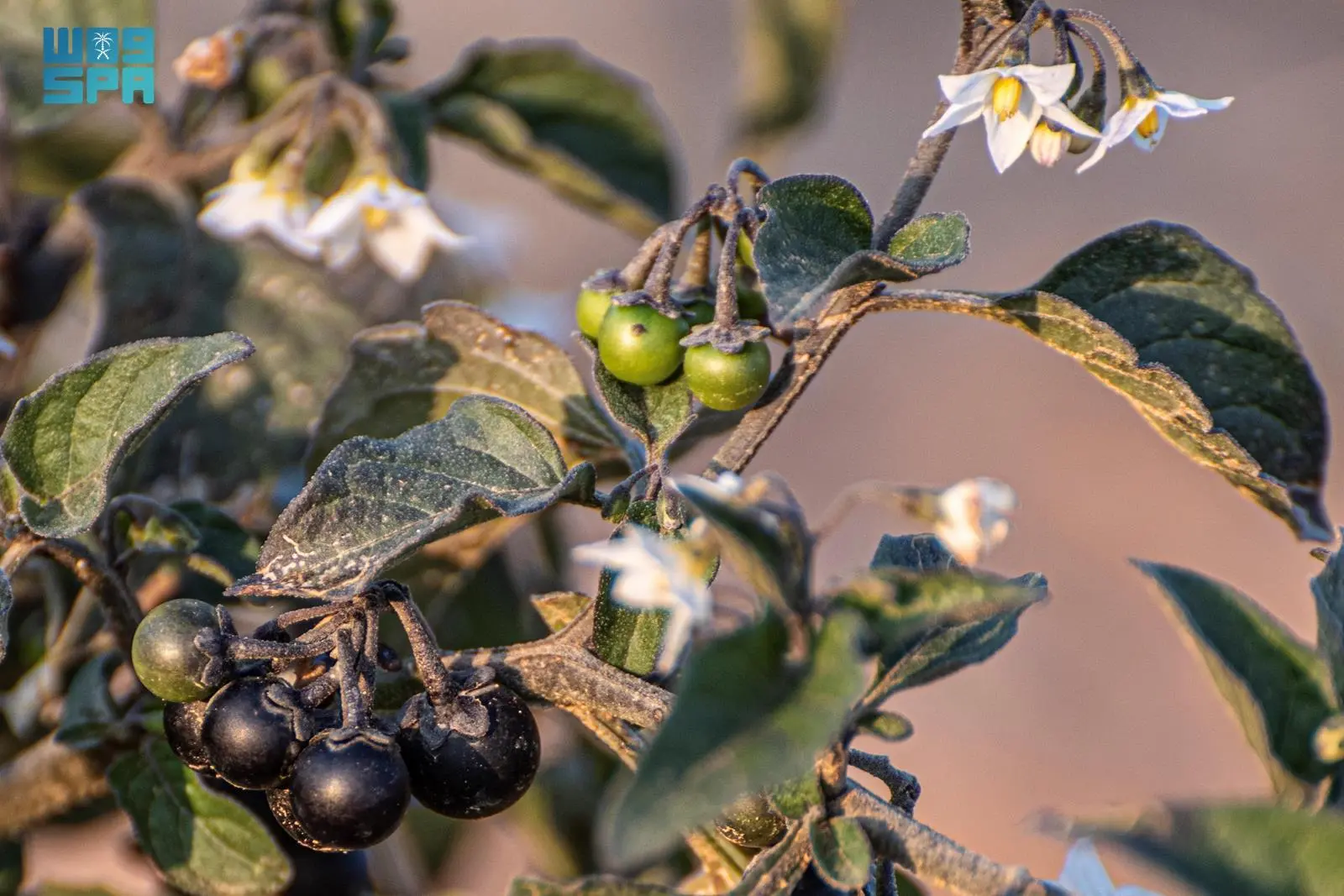 “عنب الذئب” يزدهر في المناطق الحدودية الشمالية