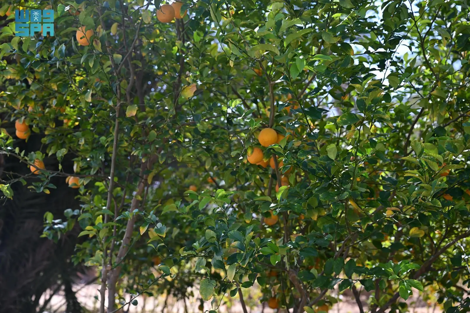 انطلاق موسم حصاد الحمضيات في محافظة العلا