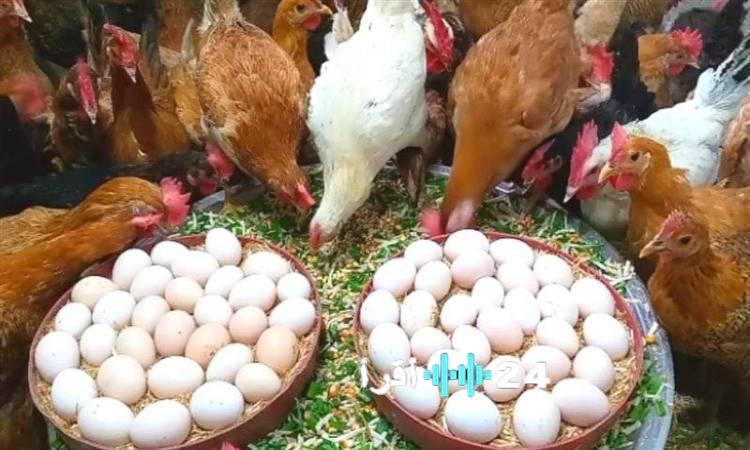 أسعار الدواجن والبيض في مصر اليوم مع تحديثات السوق للمستهلكين والتجار حتى نهاية 2025