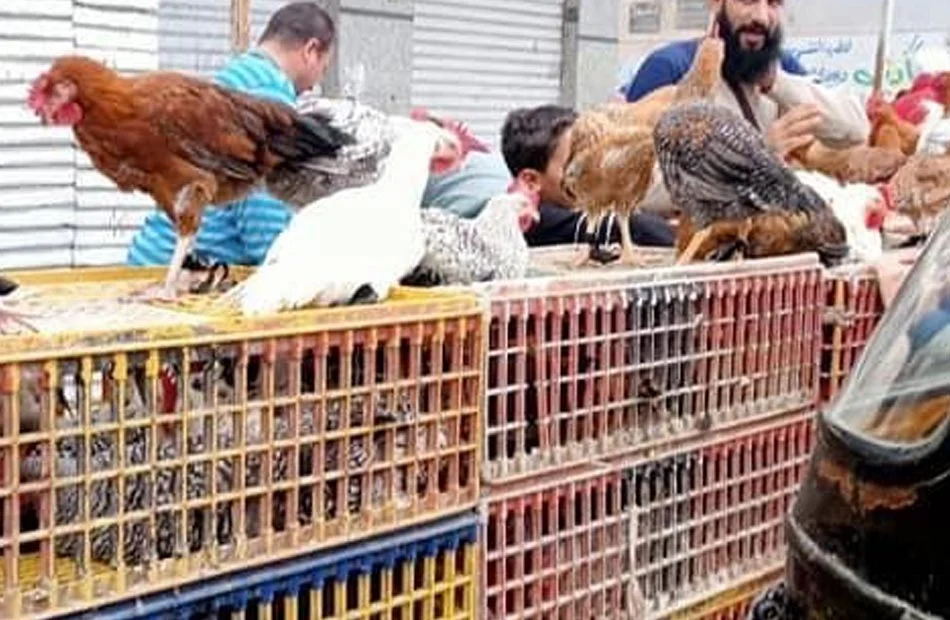 «حقيقة زيادة أسعار الدواجن البيضاء إلى 80 جنيهًا» هل أصبح جشع التجار عائقًا أمام المستهلك؟
