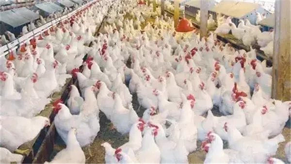 جدل بشأن دواجن السردة والاتحاد العام يؤكد عدم وجود مخاطر صحية