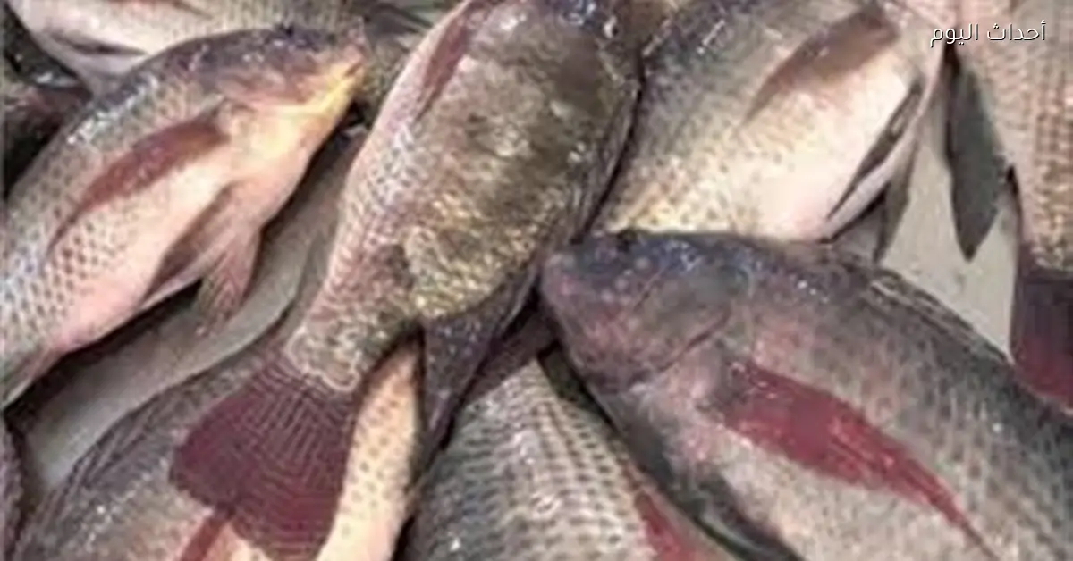 أسعار الأسماك في سوق العبور اليوم الثلاثاء 23 ديسمبر 2025