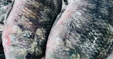 «دليلك لقرار شراء ذكي» أسعار البلطي اليوم وحركة الأسماك بكفر الشيخ السبت 20 ديسمبر 2025 كل ما يحتاجه المستهلك ليقرر