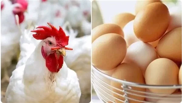 «متابعة خاصة» تحركات سعرية واسعة للدواجن تشعل الأسواق المصرية في 20 ديسمبر 2025