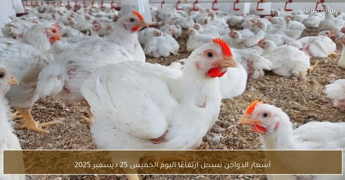 «صدمة اقتصادية جديدة» قفزة مفاجئة في أثمان الدواجن ترهق المستهلكين الخميس 25 ديسمبر 2025