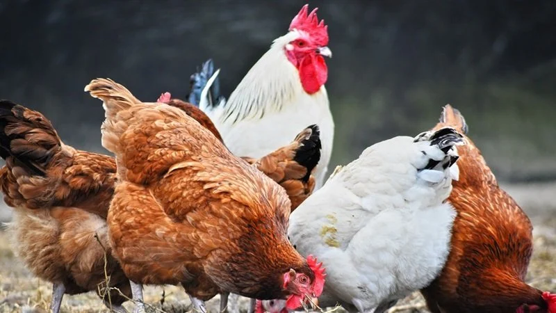 «أسعار الدواجن والبيض تسجل ارتفاعات غير متوقعة اليوم الإثنين 29 ديسمبر 2025»