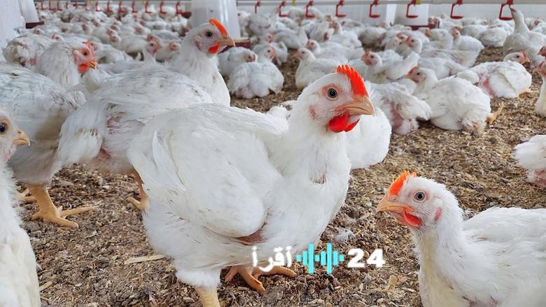 «تقرير حصري» بورصة الدواجن تكشف عن أحدث قيمها في الأول من ديسمبر 2025