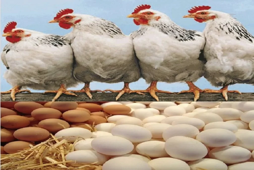 أسعار الدواجن في مصر اليوم الاثنين 29 ديسمبر تشهد تراجعًا في أسعار الفراخ والبيض للمستهلك
