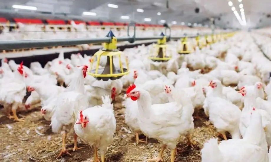 أسعار الفراخ والبيض اليوم الأربعاء 24 ديسمبر 2025 في مصر