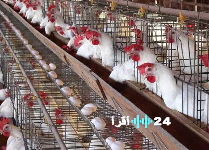 «أسعار الدواجن البيضاء تسجل استقرارًا نسبيًا اليوم الثلاثاء 30 ديسمبر 2025»