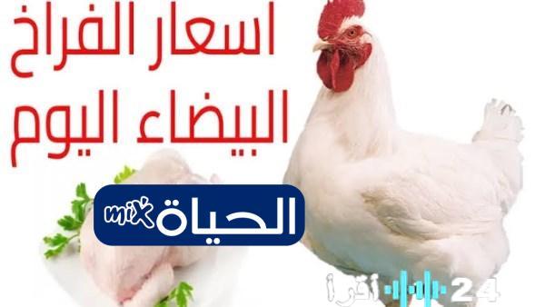 «متابعة لحظية» بورصة الدواجن تكشف أحدث أسعار الفراخ البيضاء اليوم السبت 13 ديسمبر 2025