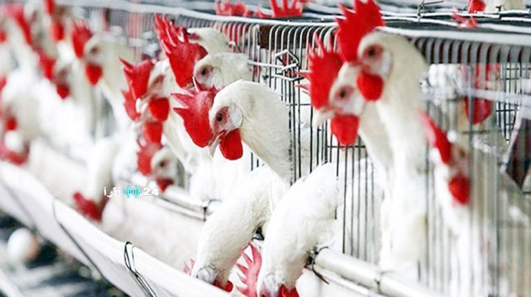 بورصة الدواجن تسجل انخفاضًا في أسعار الفراخ البيضاء اليوم السبت 6 ديسمبر 2025