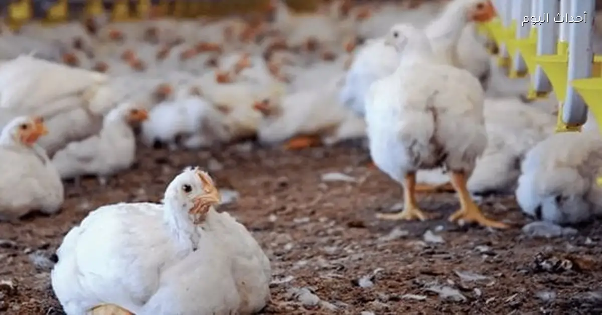 أسعار الفراخ في الأسواق اليوم السبت 27 ديسمبر 2025 تتراوح بين الانخفاض والاستقرار