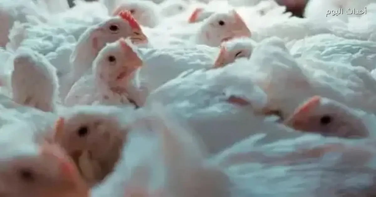 «صوت السوق» تحديث جديد لتحركات قطاع الدواجن بأسواق التجزئة ومنصة تداول المزارع الأربعاء 24 ديسمبر 2025