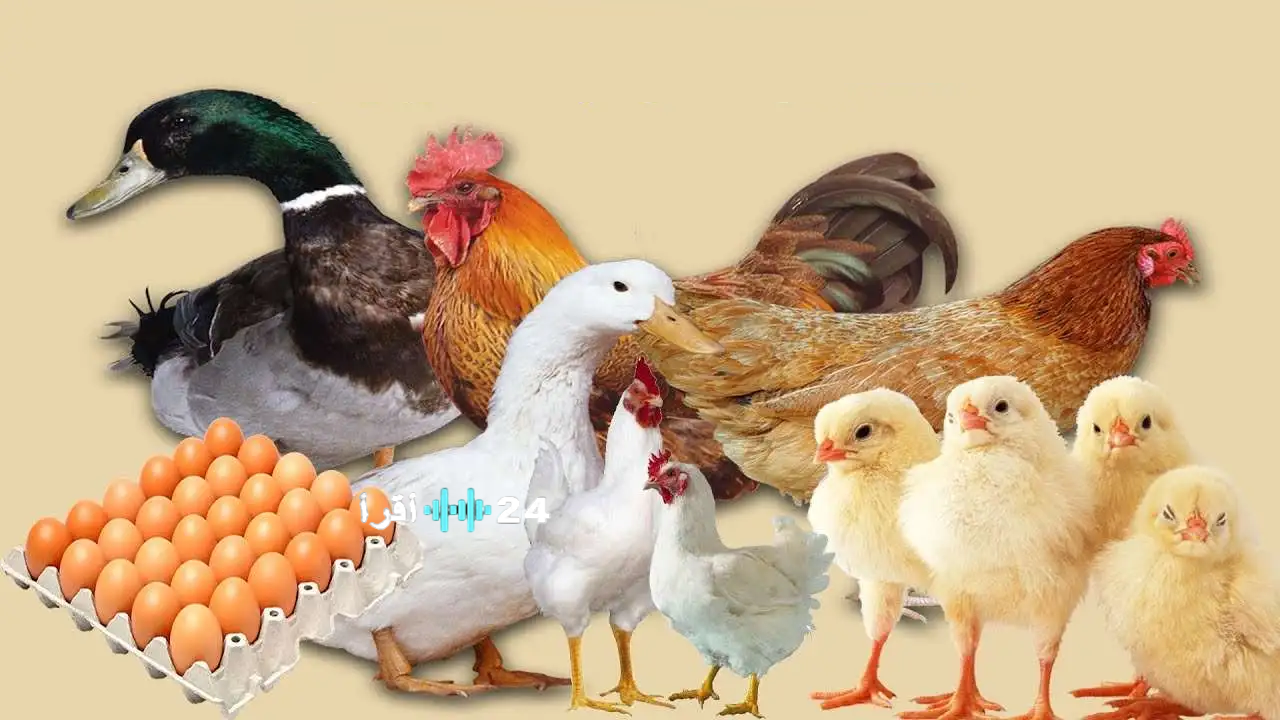 أسعار الدواجن والبيض تشهد تراجعًا ملحوظًا اليوم الجمعة 5 ديسمبر 2025