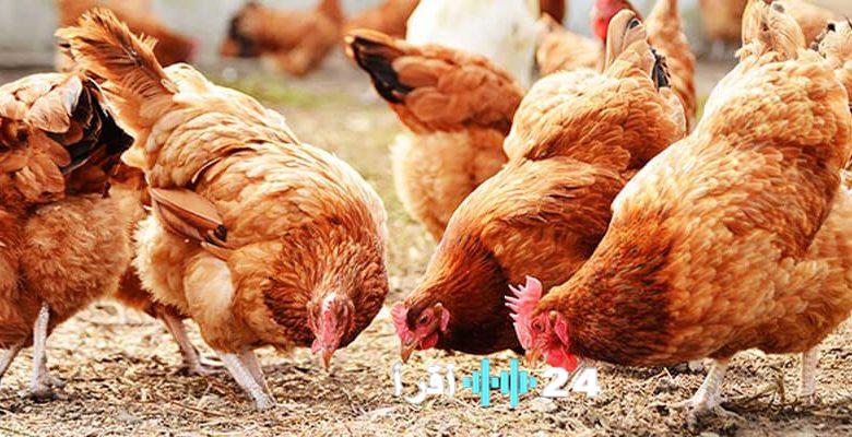أسعار بورصة الدواجن اليوم 4 ديسمبر 2025 تشهد انخفاضًا في أسعار الفراخ البيضاء