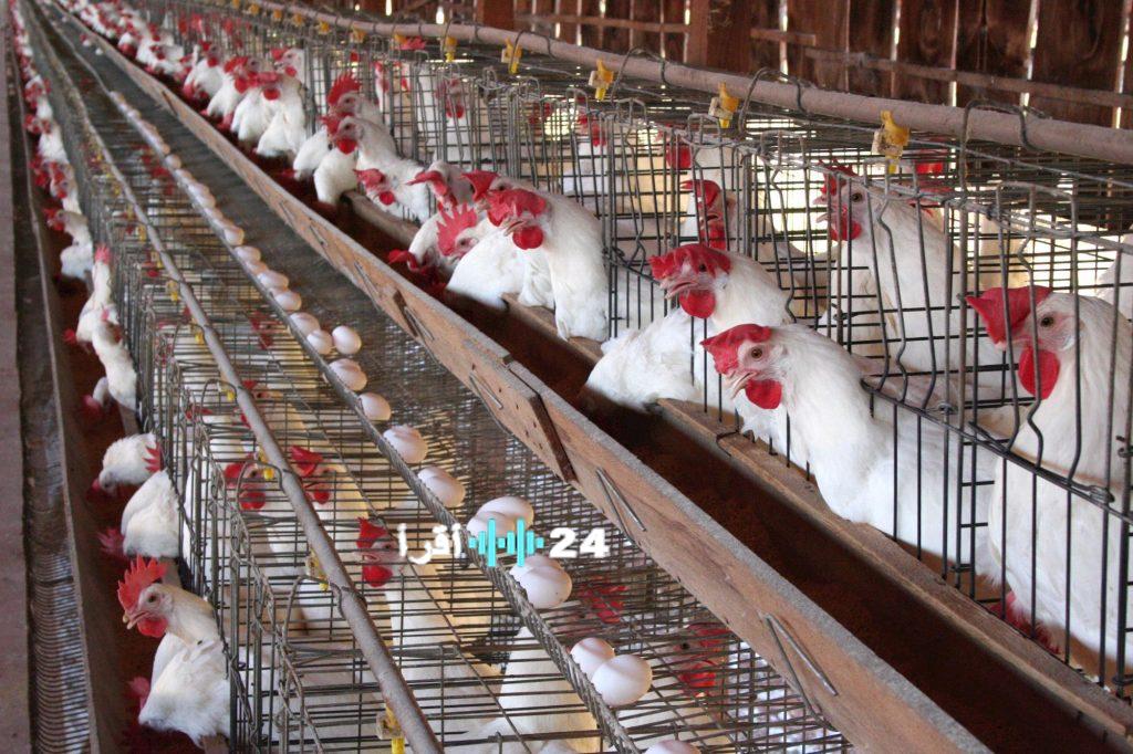آخر أسعار الدواجن في مصر الخميس 25 ديسمبر 2025 ومؤشرات بورصة الدواجن المحلية