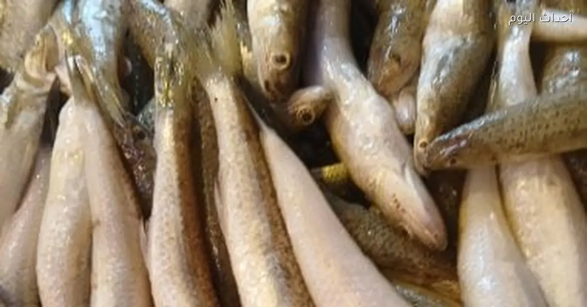 استقرار أسعار الأسماك في الإسكندرية مع تسجيل سعر البلطى 85 جنيها