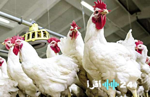 استقرار أسعار بورصة الدواجن اليوم في 7 ديسمبر 2025 وسبل التخزين المثلى في التلاجات